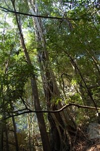 10-Tsingy-Bemaraha-liana