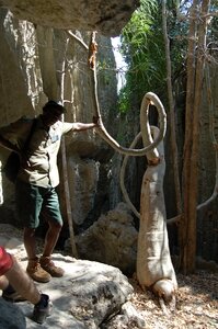 25-Tsingy-Bemaraha-planta-torcida